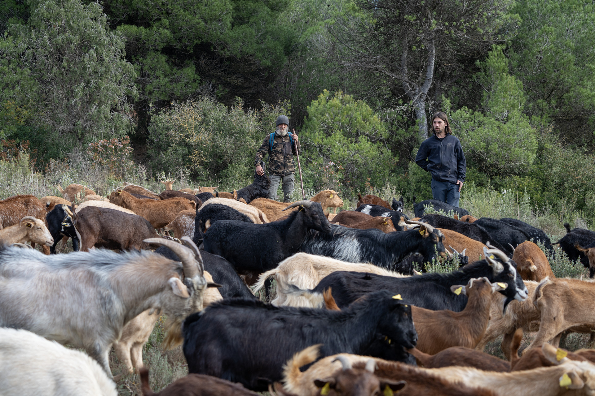 Patxi Uriz relleu ramat Odena