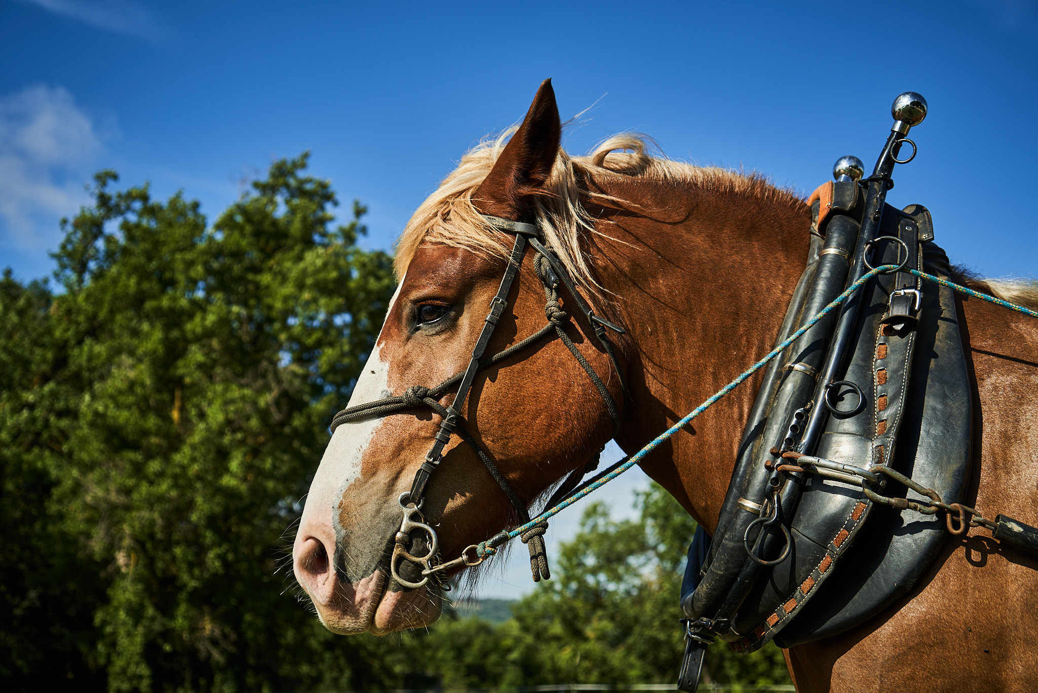 Tracció Animal (Bernat Torres, 2025)