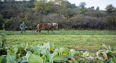 TraccioAnimalElturo