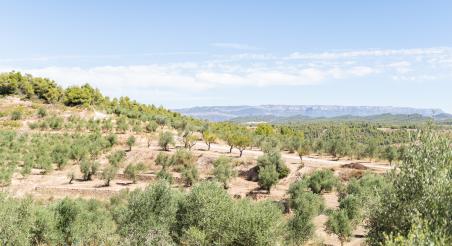 paisatge Priorat